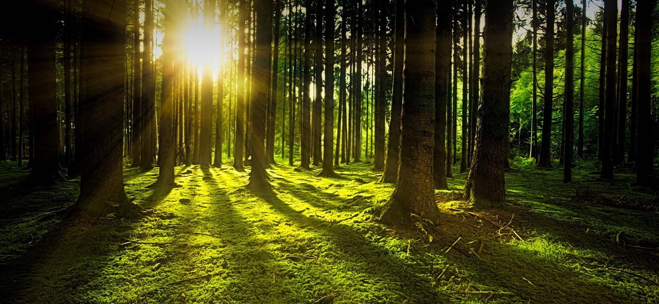 WPC is Committed to a Better Environment